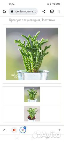 Крассула лукоподис