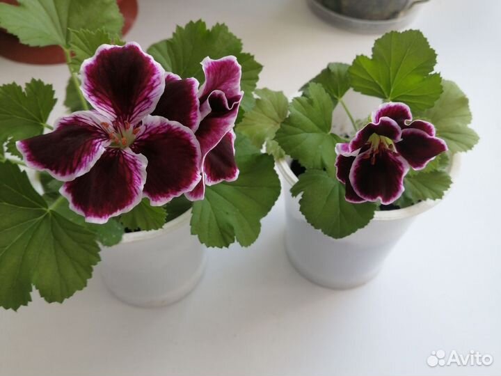 Пеларгония герань