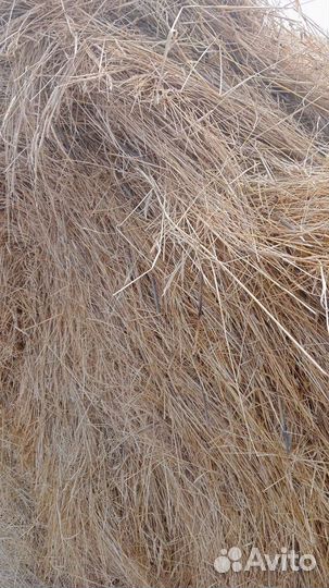 Сено в тюках