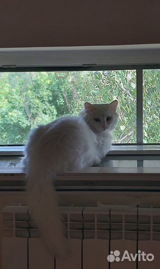 Белая молодая ангорская кошка Жасмин в добрые руки