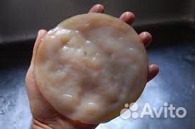 Чайный гриб