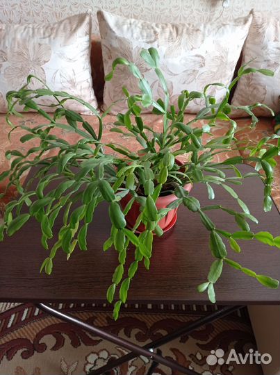 Декабрист розовый