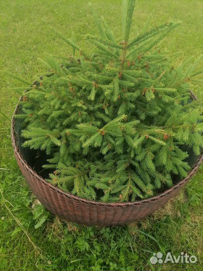 Элемент декора