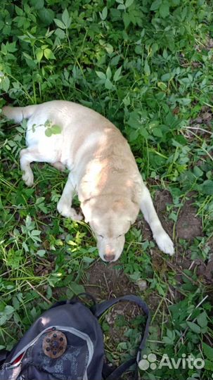 Передержка животных