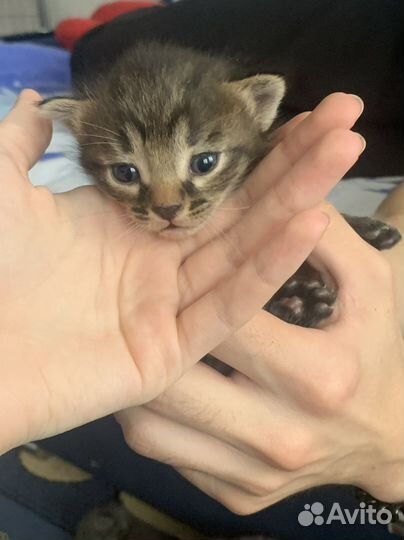 Кошки в добрые руки бесплатно