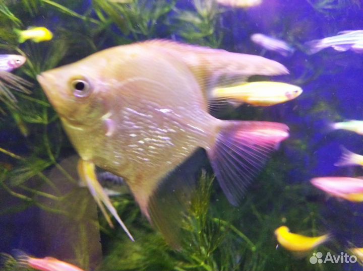 Аквариумные рыбки