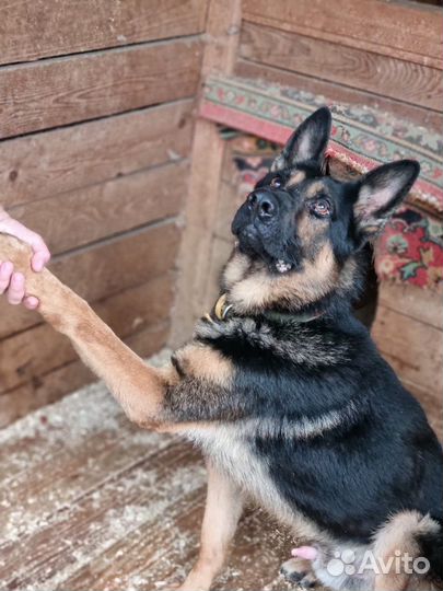 Метис овчарки