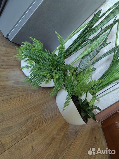 Сансевиерия, нефролепсис, толстянка