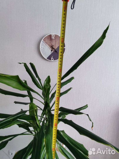 Драцена Голден кост