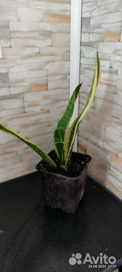 Комнатные растения цветы