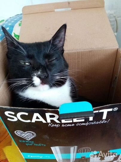 Кошка осталась без хозяина