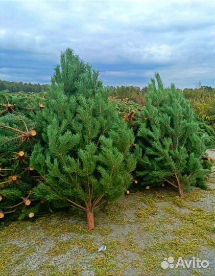 1000 и одна ёлка – создайте уют