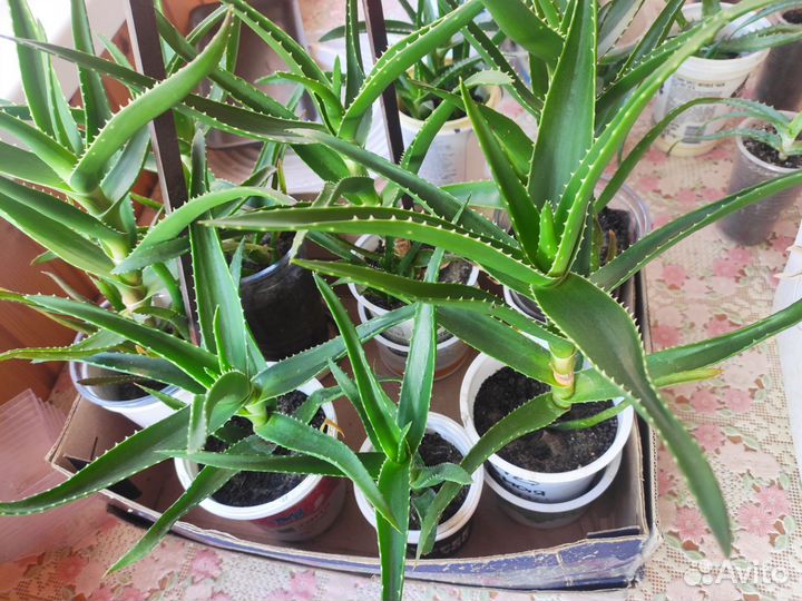 Толстянка и алоэ вера