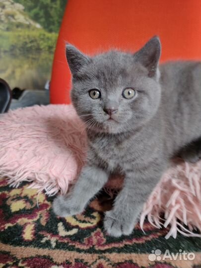 Британский котенок