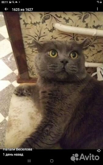 Опытный котик приглашает на вязку