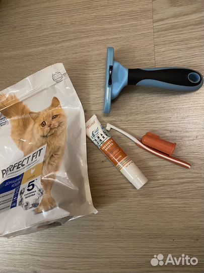 Вислоушка в добрые руки