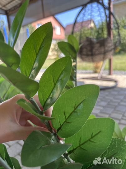 Замиокулькас в горшке искусственный