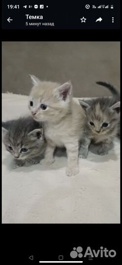 Кошки/собаки