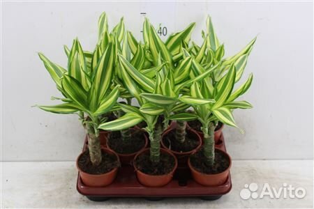 Драцена еллоу кост 11 45