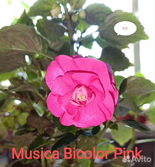 Бальзамины сортовые