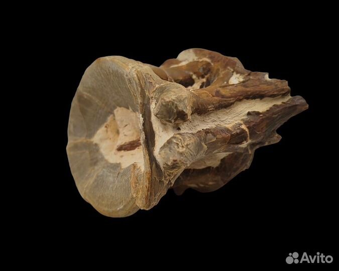 Позвонок королевской макрели / Окаменелости