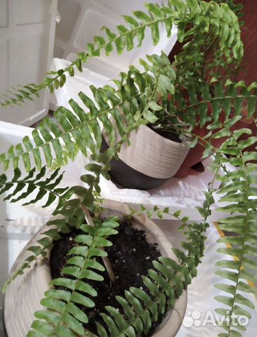 Папоротник комнатный