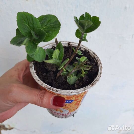 Мята садовая, рассада