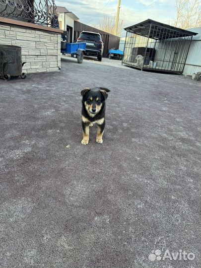 Собака щенок