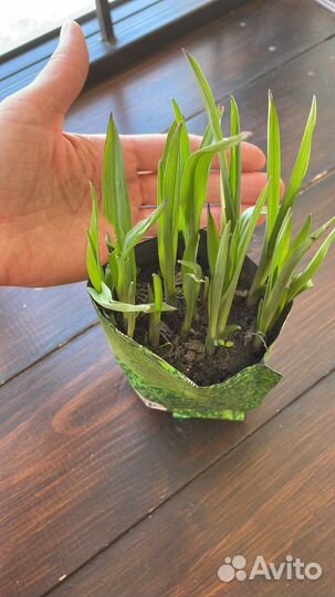 Цветы садовые и комнатные