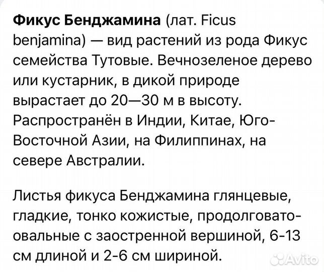 Фикус бенджамина