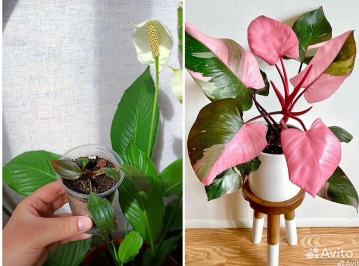 Комнатные цветы