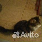 Пушистая кошка Мася 10 мес стерилизована