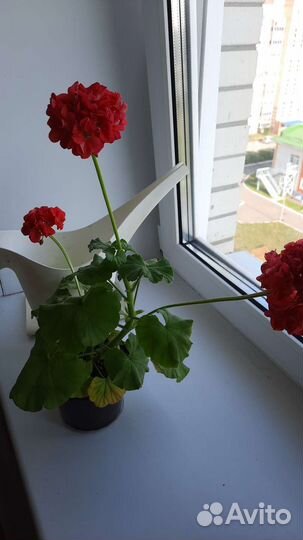 Герань цветущая