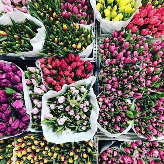 Тюльпаны оптом