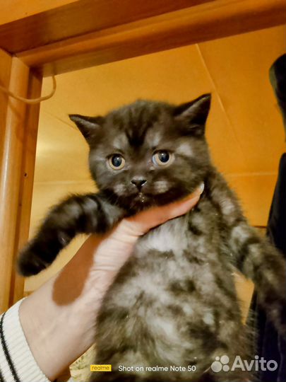 Шотландские котята