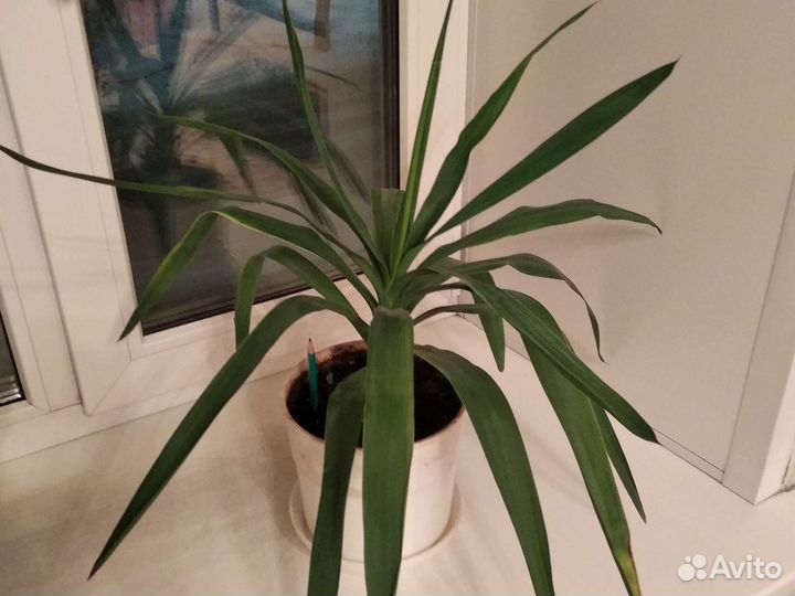 Комнатный цветок пальма юкка