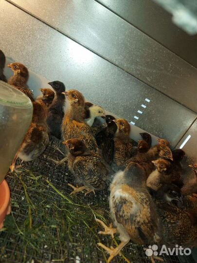 Цыплята кучинская юбилейная