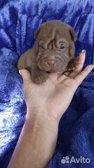 Собаки щенки шарпей