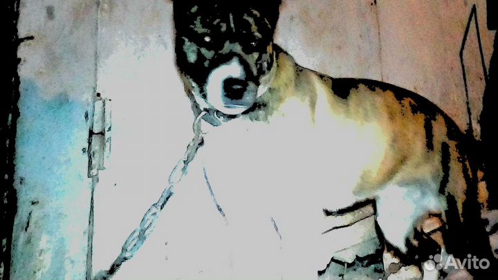 Стафф Бесплатно