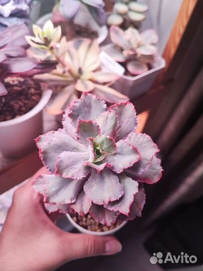 Суккуленты