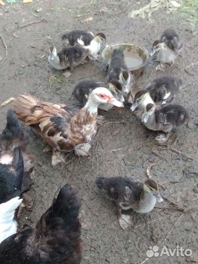 Продам мускусных утят
