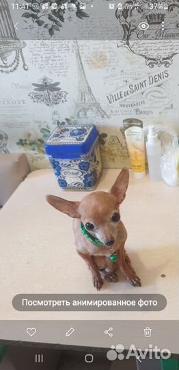 Мини той-терьер