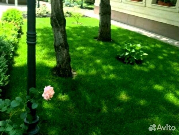 Рулонный газон 