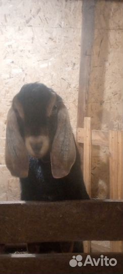 Козлушки суягные