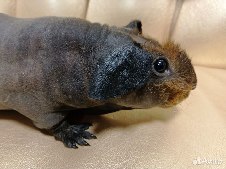 Морские свинки скинни разные доставка до квартиры