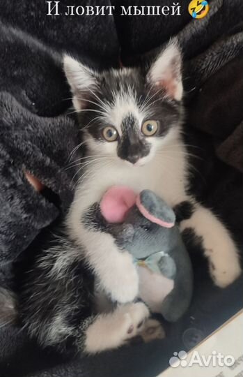 Котик ищет дом
