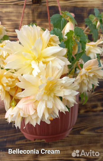 Бегония беллекония