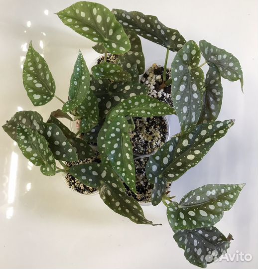 Бегония макулата