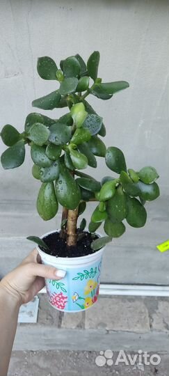 Толстянка 28см высотой