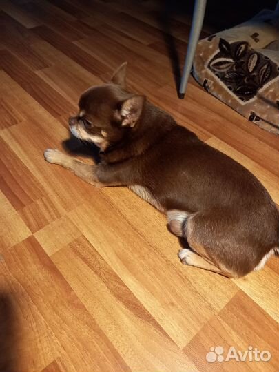 Курносый мальчик чихуахуа (жених, вязка)